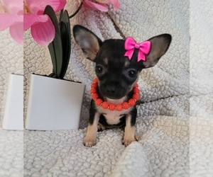Chihuahua Puppy for sale in DALLAS, TX, USA