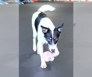 Toby - Male Border Collie Dog for Adoption - Photo #24