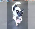 Small #23 Border Collie