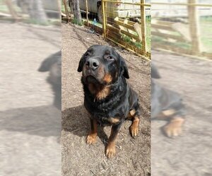Rottweiler-Unknown Mix Dogs for adoption in Calgary, Alberta, Canada
