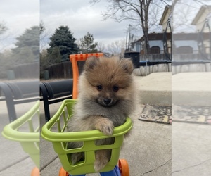 Pomeranian Puppy for sale in HGHLNDS RANCH, CO, USA