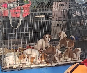 Bagle Hound Puppy for sale in PORTSMOUTH, VA, USA