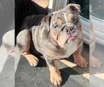 Small Photo #1 Bulldog Puppy For Sale in WOODLAND HILLS, CA, USA