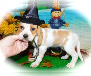 Beaglier Puppy for sale in HAMMOND, IN, USA