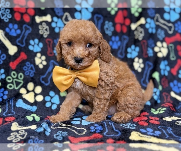 Medium Photo #4 Cavapoo (Miniature) Puppy For Sale in LAKELAND, FL, USA