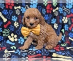 Small #3 Cavapoo (Miniature)