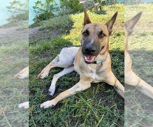 Mutt Dogs for adoption in Imlay City, MI, USA