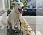 Small #6 Collie Mix