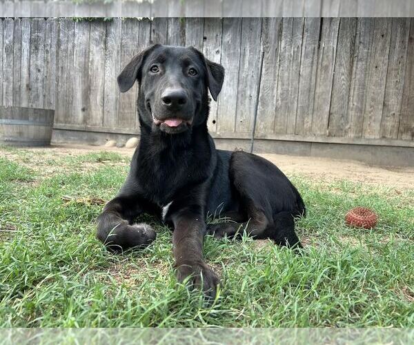 Medium Photo #3 Labrador Retriever-Unknown Mix Puppy For Sale in Clovis, CA, USA