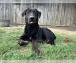 Small #2 Labrador Retriever Mix