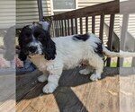 Small #6 Cockapoo-Poodle (Miniature) Mix