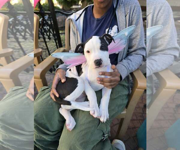 Medium Photo #1 American Pit Bull Terrier-American Staffordshire Terrier Mix Puppy For Sale in Frankenmuth, MI, USA