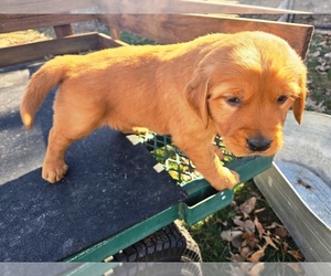 Golden Retriever Puppy for sale in LEON, KS, USA