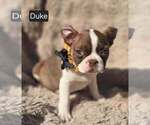Image preview for Ad Listing. Nickname: Duke