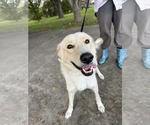 Small #11 Labrador Retriever