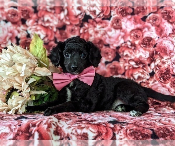 Medium Photo #5 Bichpoo-Poodle (Miniature) Mix Puppy For Sale in NOTTINGHAM, PA, USA