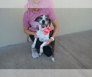 Beagle-Unknown Mix Dogs for adoption in McKinney, TX, USA