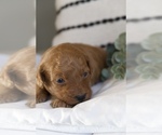 Small Photo #1 Goldendoodle (Miniature) Puppy For Sale in CAPON BRIDGE, WV, USA