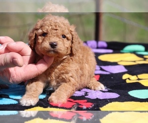 Goldendoodle Puppy for sale in UNION CITY, TN, USA