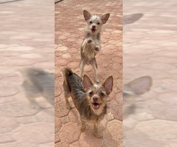 Medium Photo #4 Mutt Puppy For Sale in Weston, FL, USA
