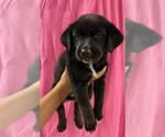 Small #1 American Pit Bull Terrier Mix