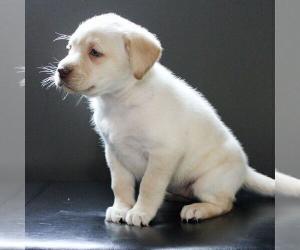 Medium Photo #2 Labrador Retriever Puppy For Sale in NARVON, PA, USA
