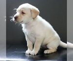 Small Photo #2 Labrador Retriever Puppy For Sale in NARVON, PA, USA