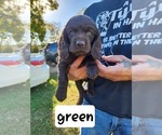 Puppy Green Boykin Spaniel