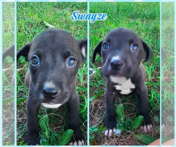 Medium Photo #2 Labrador Retriever-Unknown Mix Puppy For Sale in Blacksburg, SC, USA