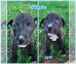 Small Photo #2 Labrador Retriever-Unknown Mix Puppy For Sale in Blacksburg, SC, USA