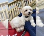 Small Photo #28 Maltese Puppy For Sale in OCKLAWAHA, FL, USA