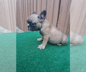 French Bulldog Puppy for sale in ADAMS CITY, CO, USA