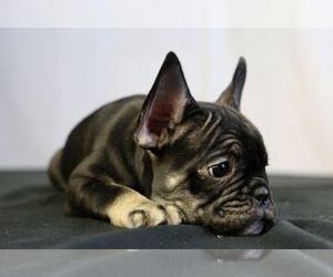 French Bulldog Puppy for sale in BROOKLYN, NY, USA