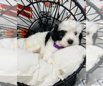 Small Photo #10 Maltipoo Puppy For Sale in VALLEY CENTER, CA, USA