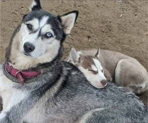 Mother of the Siberian Husky puppies born on 10/08/2021