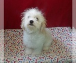 Small #1 Cavachon