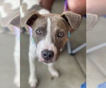 Small Photo #11 Boxer-Unknown Mix Puppy For Sale in Mount Laurel, NJ, USA