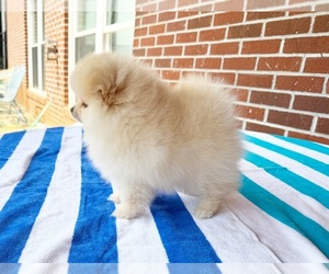 Pomeranian Puppy for sale in DAWSONVILLE, GA, USA