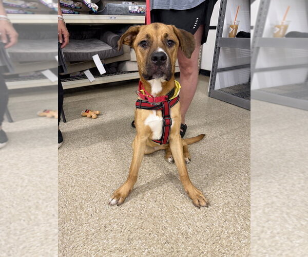 Medium Photo #10 Labrador Retriever-Rhodesian Ridgeback Mix Puppy For Sale in Brewster, NY, USA