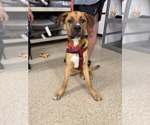 Nugget - Male Labrador Retriever-Rhodesian Ridgeback Mix Dog for Adoption - Photo #10