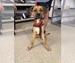 Small #9 Labrador Retriever-Rhodesian Ridgeback Mix