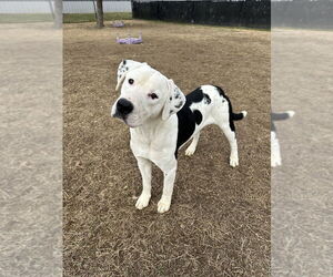 Great Dane-Labrador Retriever Mix Dog for Adoption in Evansville, Indiana USA