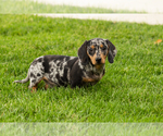 Small #6 Dachshund
