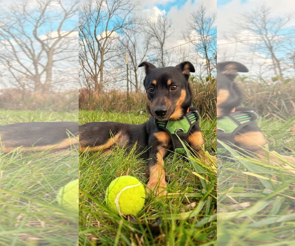 Medium Photo #4 Australian Kelpie-Unknown Mix Puppy For Sale in Germantown, OH, USA