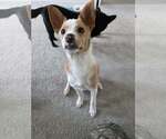 Small #10 Collie Mix