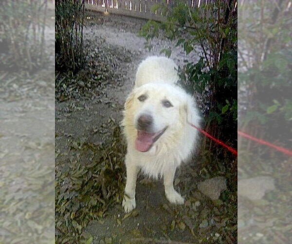 Medium Photo #2 Great Pyrenees Puppy For Sale in Spring, TX, USA
