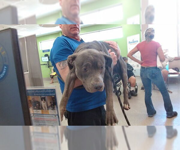 Medium Photo #1 American Pit Bull Terrier-Unknown Mix Puppy For Sale in Louisville, KY, USA