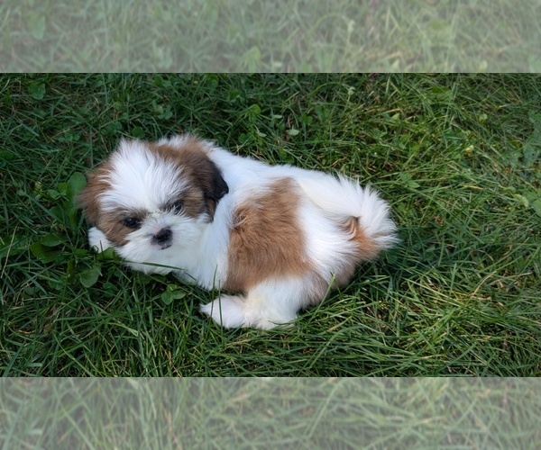 Medium Photo #7 Shih Tzu Puppy For Sale in GOSHEN, IN, USA