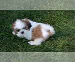 Small Photo #8 Shih Tzu Puppy For Sale in GOSHEN, IN, USA
