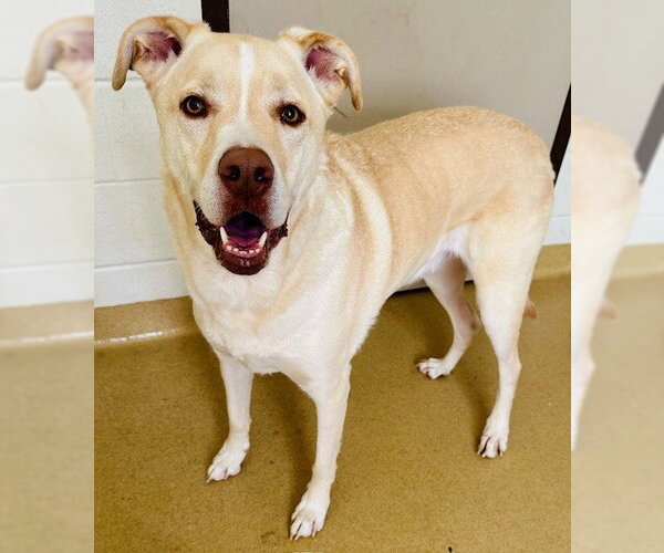 Medium Photo #1 Labrenees Puppy For Sale in Derwood, MD, USA